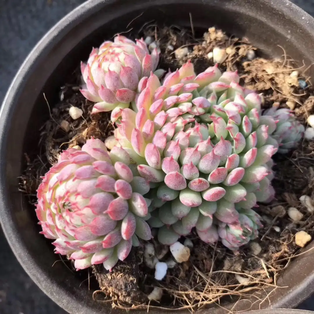 ラストコンサート❤️ビンセントカトー交配 多肉 群生しやすい 寄せ ラストコンサート❤️ビンセントカトー交配 多肉 群生しやすい 寄せ