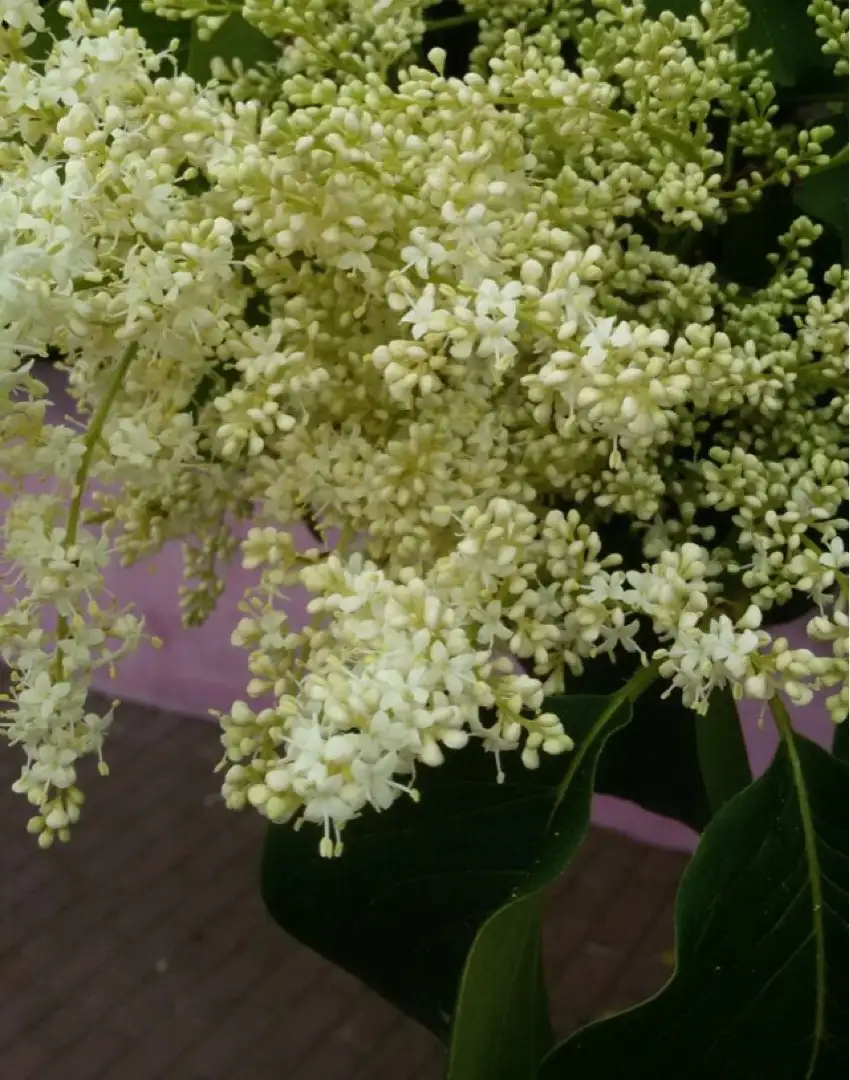 ハシドイ 丁香花 Syringa Reticulata 花言葉 毒性 よくある質問 Picturethis