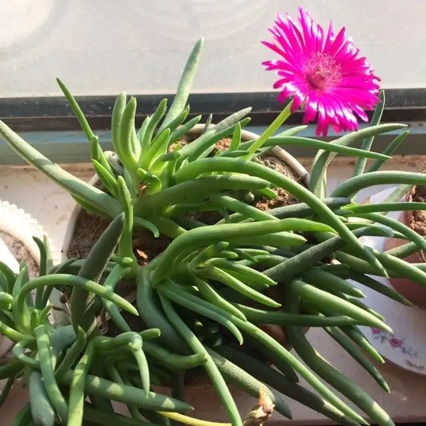 Red Spike Ice Plant Cephalophyllum Framesii Flower Leaf Care Uses Picturethis Red Spike Ice Plant Cephalophyllum Framesii Flower Leaf Care Uses Picturethis