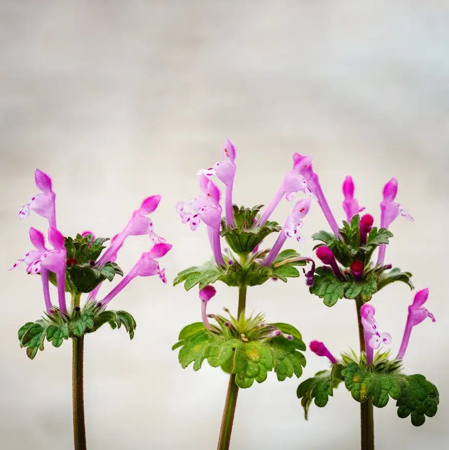 ホトケノザ 仏の座 Lamium Amplexicaule 花言葉 毒性 よくある質問 Picturethis