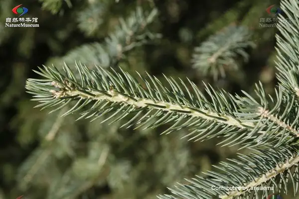 ドラゴントウヒと Picea Asperata 花言葉 毒性 よくある質問 Picturethis