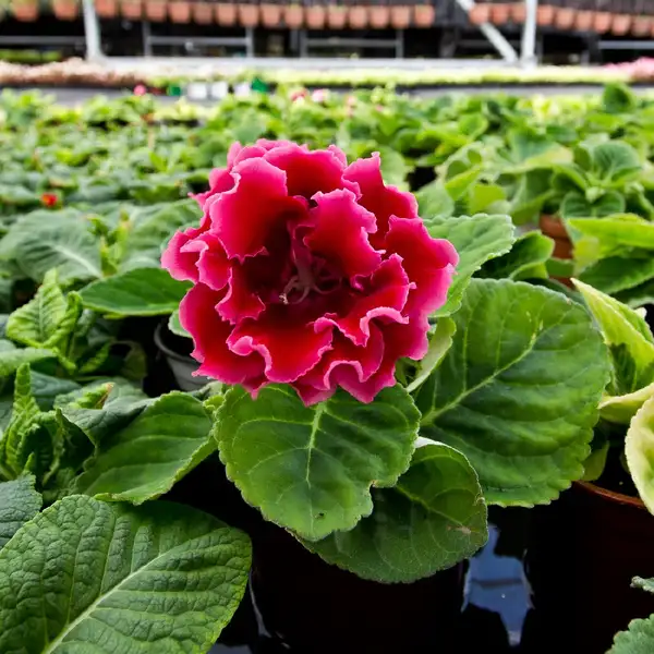 グロキシニア Sinningia Speciosa 花言葉 毒性 よくある質問 Picturethis