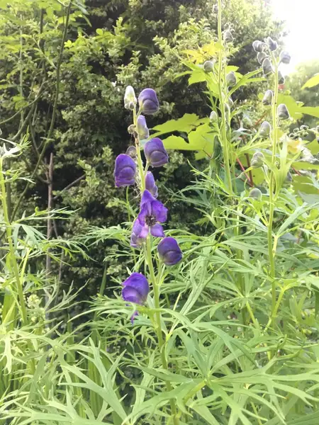 ヨウシュトリカブト 洋種鳥兜 Aconitum Napellus 花言葉 毒性 よくある質問 Picturethis