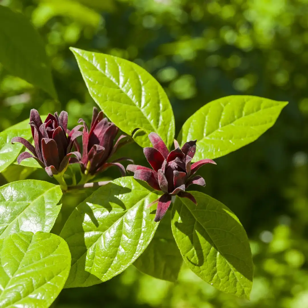 クロバナロウバイ属 Calycanthus 花言葉 毒性 よくある質問 Picturethis クロバナロウバイ属 Calycanthus 花言葉 毒性 よくある質問 Picturethis