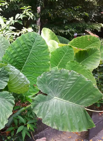 サトイモ属 Colocasia 花言葉 毒性 よくある質問 Picturethis