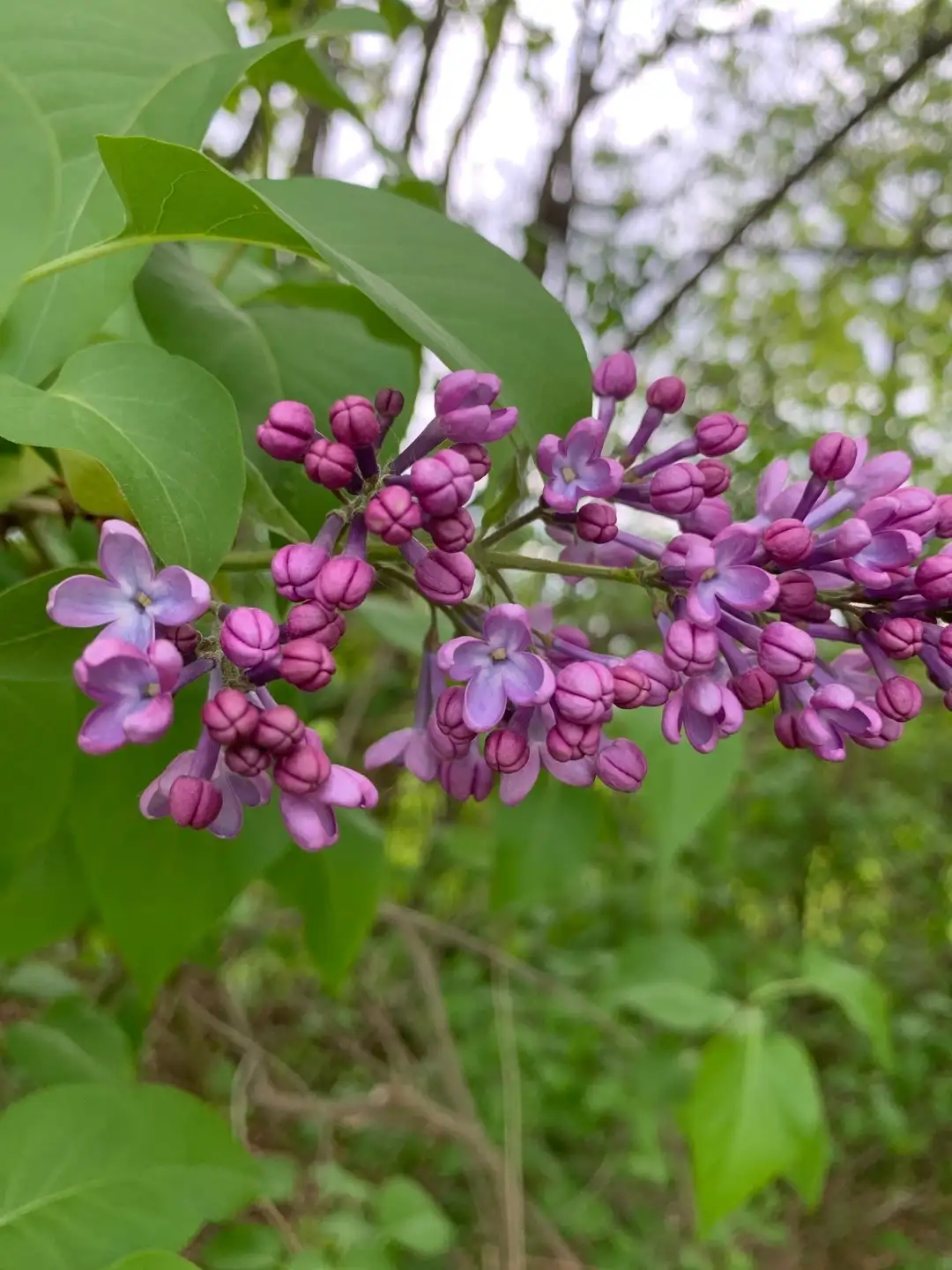 ハシドイ属 Syringa 花言葉 毒性 よくある質問 Picturethis