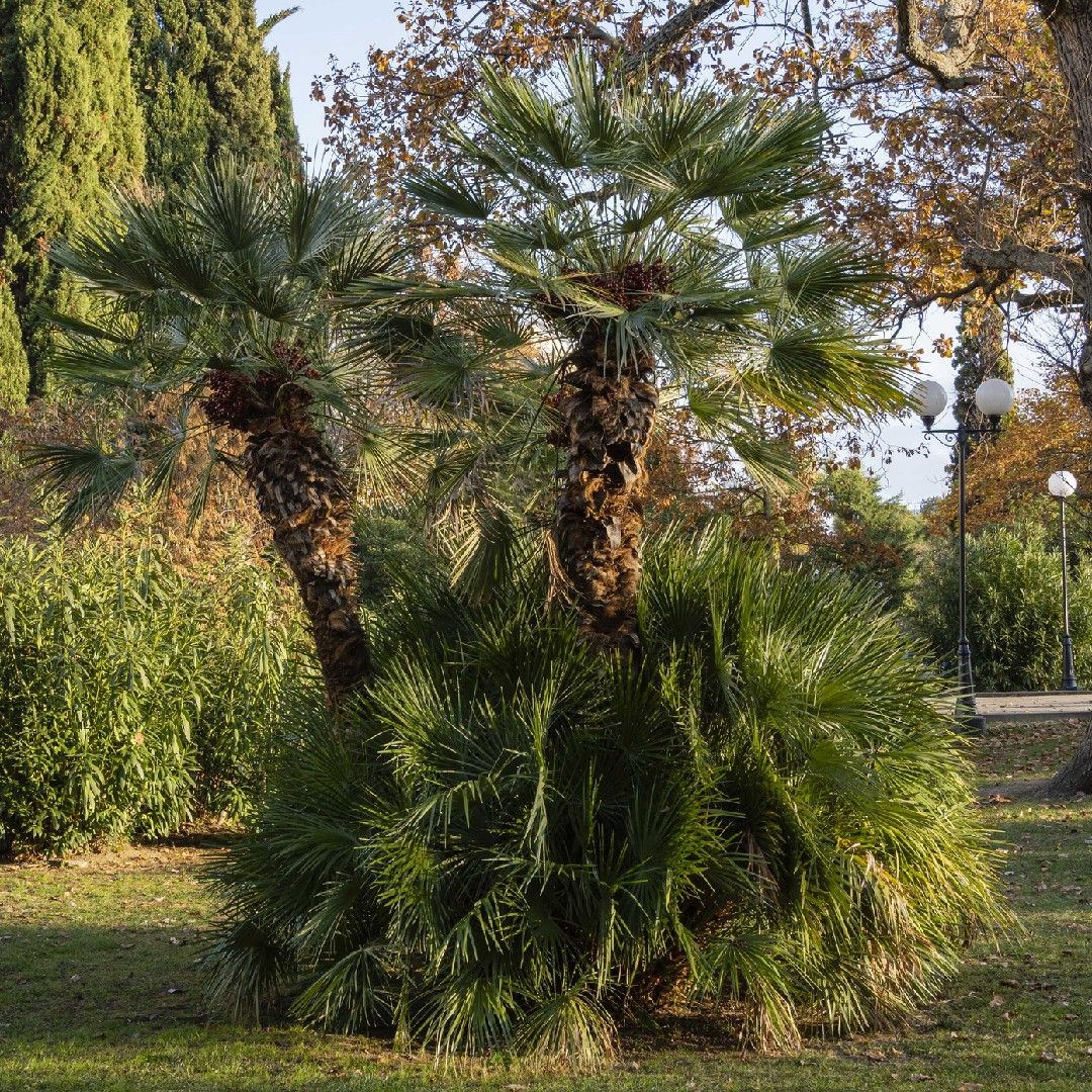 chamaerops humilis