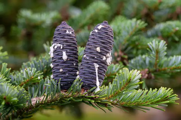 チョウセントウヒ Picea Koraiensis 花言葉 毒性 よくある質問 Picturethis チョウセントウヒ Picea Koraiensis 花言葉 毒性 よくある質問 Picturethis