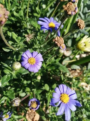 フェリシア属 Felicia 花言葉 毒性 よくある質問 Picturethis