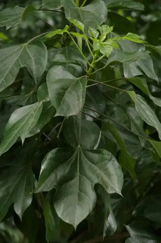 ミツデ Dendropanax Trifidus 花言葉 毒性 よくある質問 Picturethis