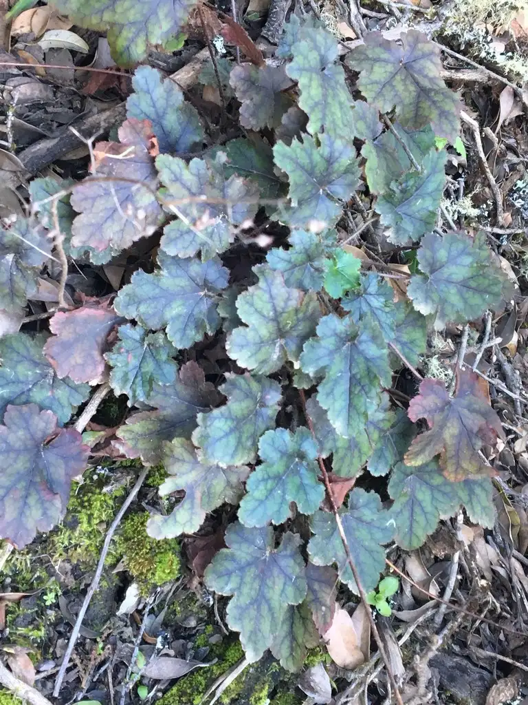 ユキノシタ科 Saxifragaceae 花言葉 毒性 よくある質問 Picturethis