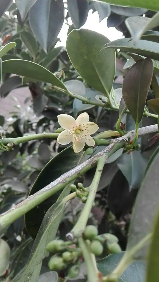 サカキ属 Cleyera 花言葉 毒性 よくある質問 Picturethis