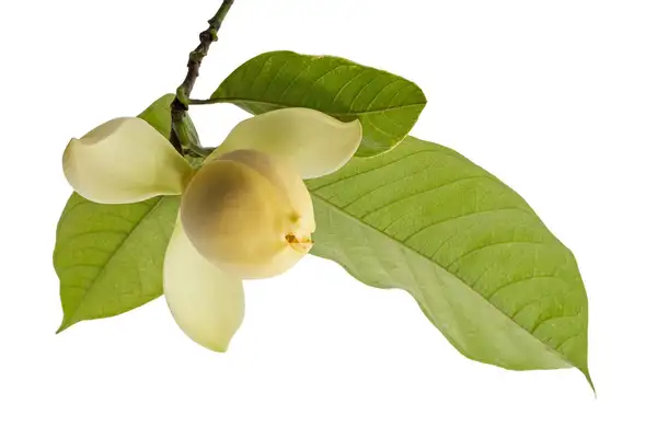 ココ マグノリア トキワレンゲ Magnolia Coco 花言葉 毒性 よくある質問 Picturethis