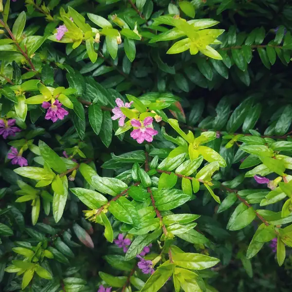 メキシコハナヤナギ Cuphea Hyssopifolia 花言葉 毒性 よくある質問 Picturethis