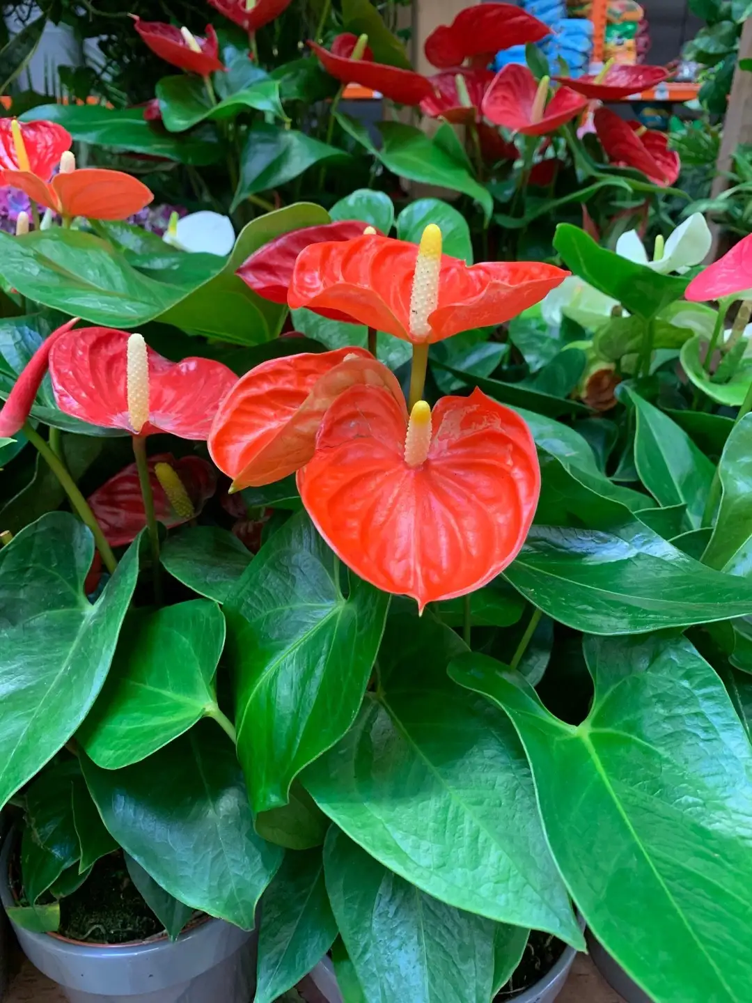 アンスリウム アンドレアナム フロリダ Anthurium Andraeanum Florida 花言葉 毒性 よくある質問 Picturethis