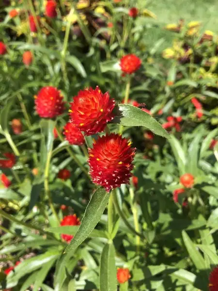 Gomphrena Haageana Strawberry Fayre 花言葉 毒性 よくある質問 Picturethis