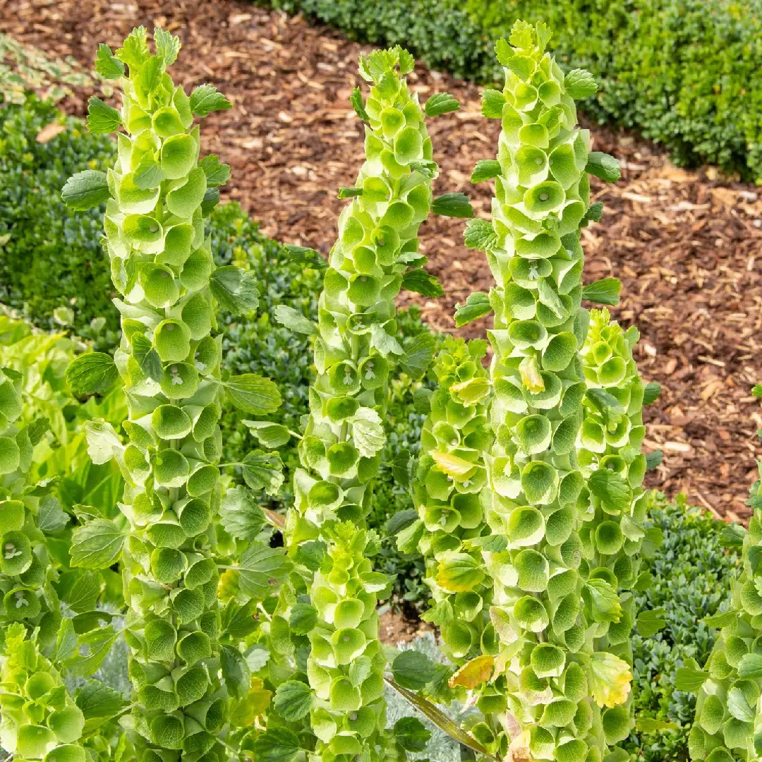 カイガラサルビア Moluccella Laevis 花言葉 毒性 よくある質問 Picturethis