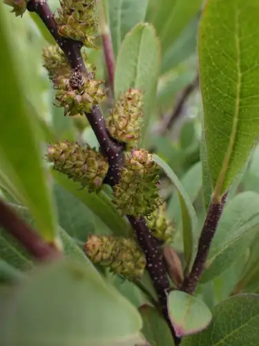 ヤマモモ属 Myrica 花言葉 毒性 よくある質問 Picturethis