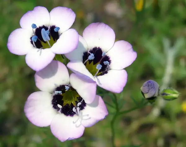 ギリア トリコロル Gilia Tricolor 花言葉 毒性 よくある質問 Picturethis
