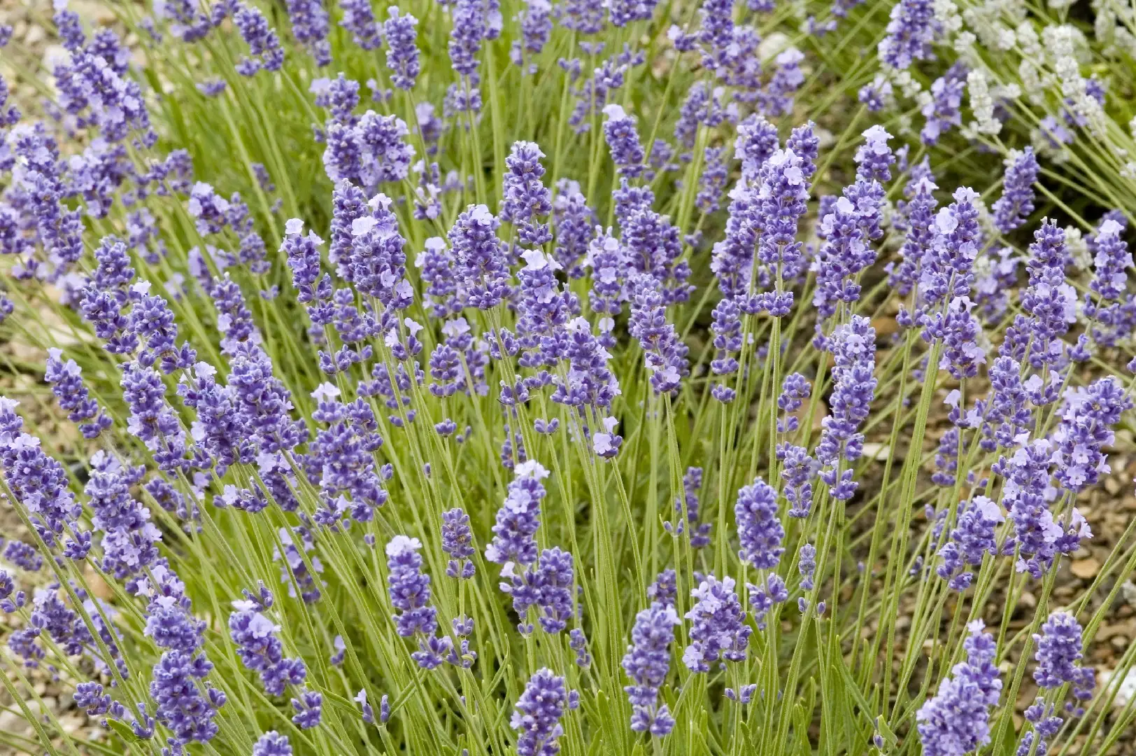 English Lavender Melissa Lilac Lavandula Angustifolia Melissa Lilac Flower Leaf Care Uses Picturethis