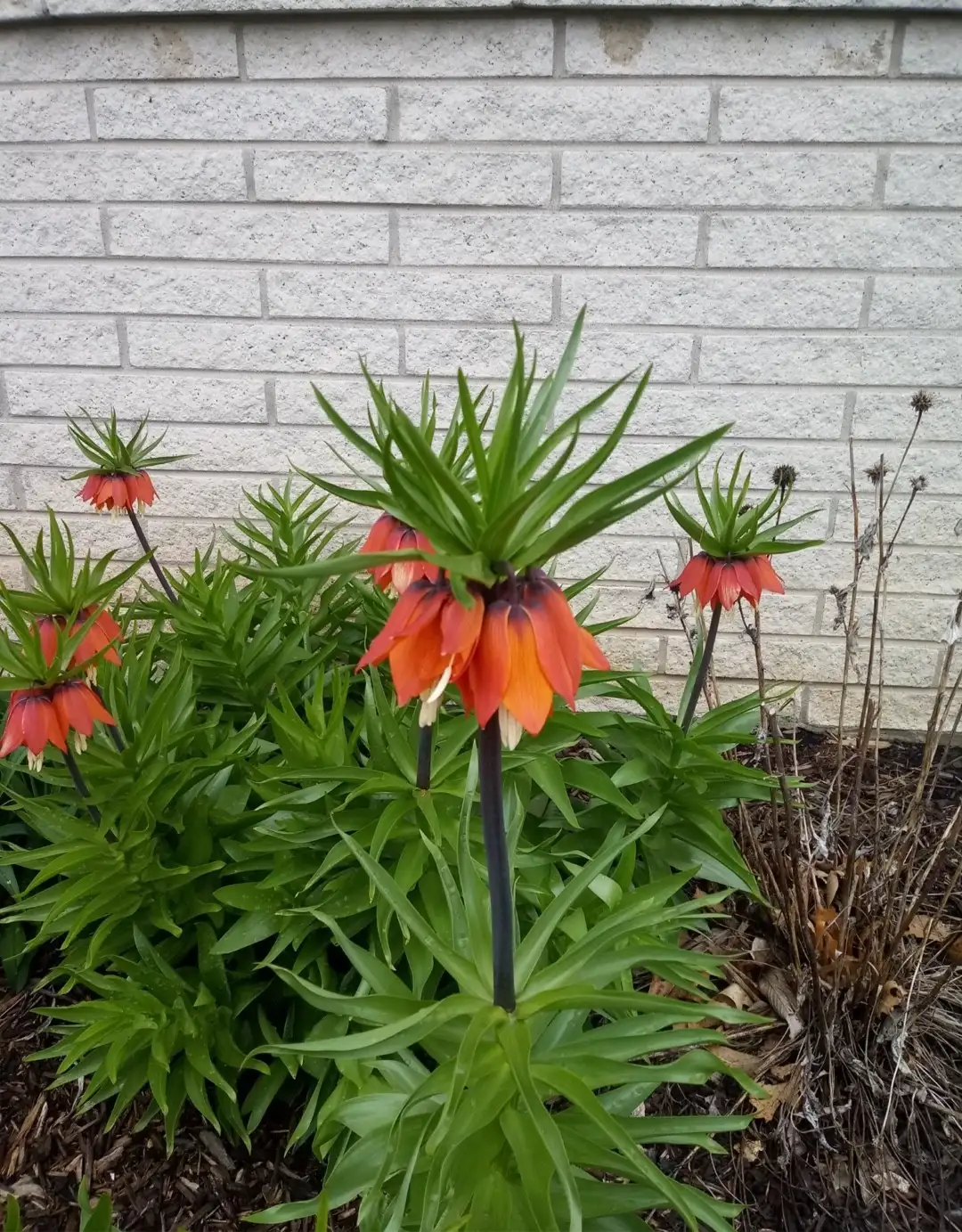 Fritillaria Imperialis Brahms 花言葉 毒性 よくある質問 Picturethis