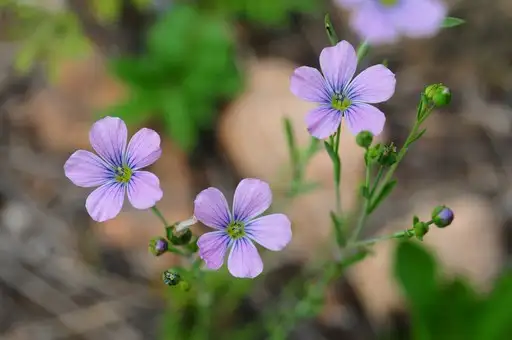 アマ属 Linum 花言葉 毒性 よくある質問 Picturethis アマ属 Linum 花言葉 毒性 よくある質問 Picturethis