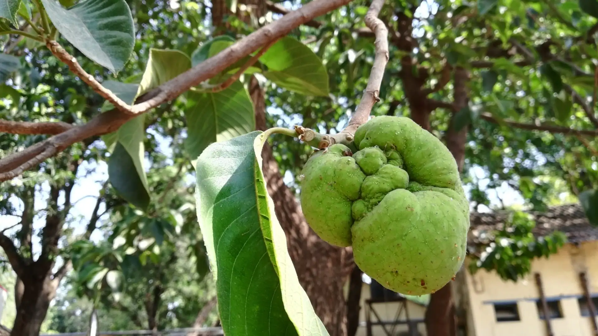 パンノキ属 Artocarpus 花言葉 毒性 よくある質問 Picturethis