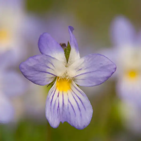 ビオラ バイカラー Viola Bicolor 花言葉 毒性 よくある質問 Picturethis ビオラ バイカラー Viola Bicolor 花言葉 毒性 よくある質問 Picturethis
