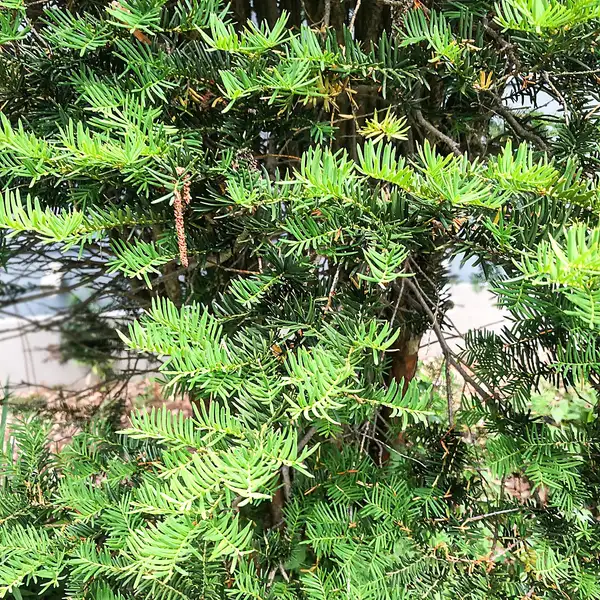 イチイ 一位 Taxus Cuspidata 花言葉 毒性 よくある質問 Picturethis イチイ 一位 Taxus Cuspidata 花言葉 毒性 よくある質問 Picturethis