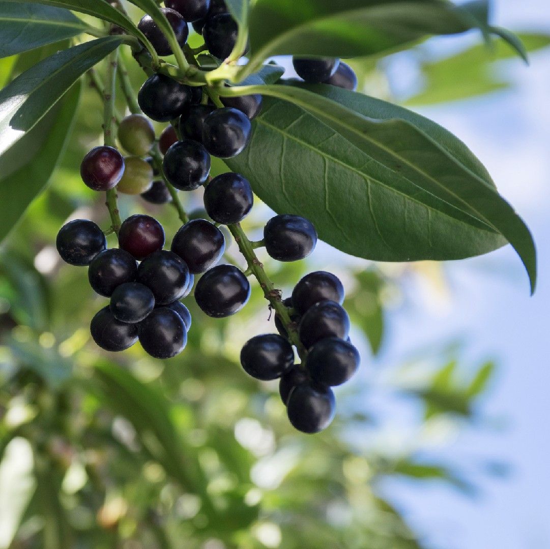 cherry laurel berries