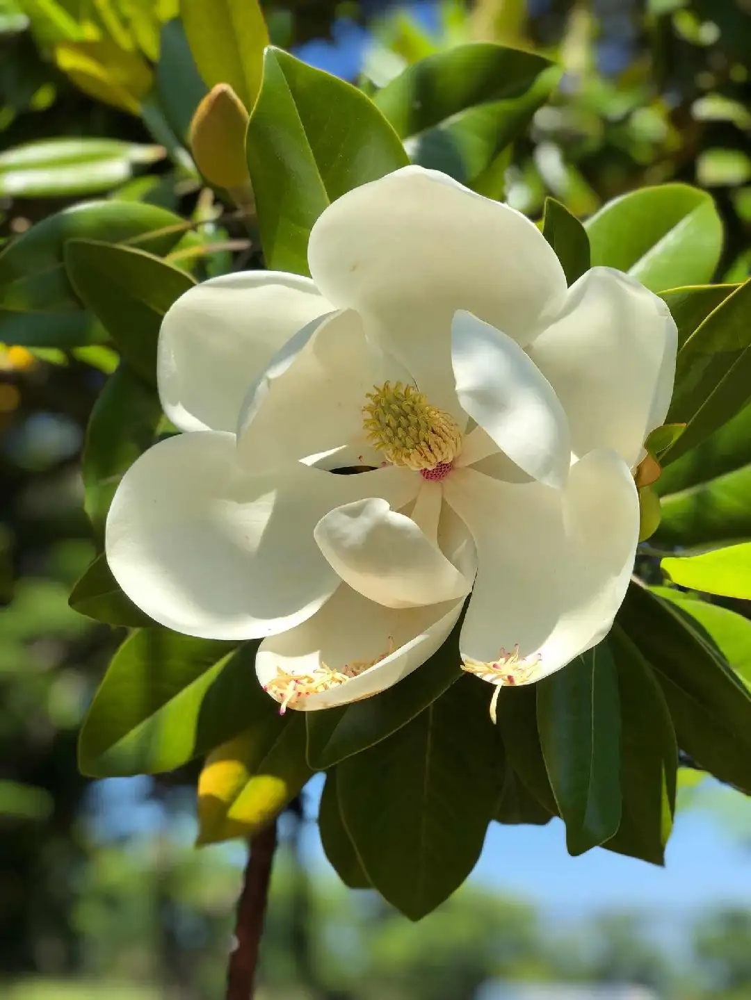 Magnolia Grandiflora Maryland 花言葉 毒性 よくある質問 Picturethis