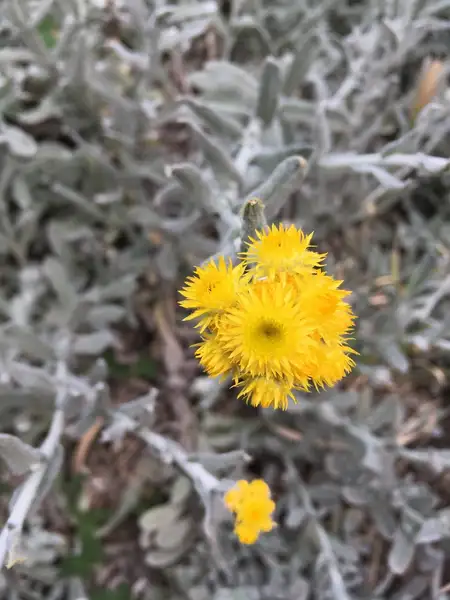 エバーラスティングフラワー Helichrysum Arenarium 花言葉 毒性 よくある質問 Picturethis