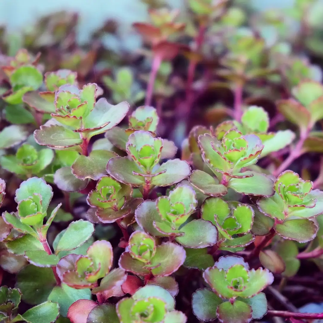 セダム ドラゴンズブラッド Sedum Spurium Dragon S Blood 花言葉 毒性 よくある質問 Picturethis