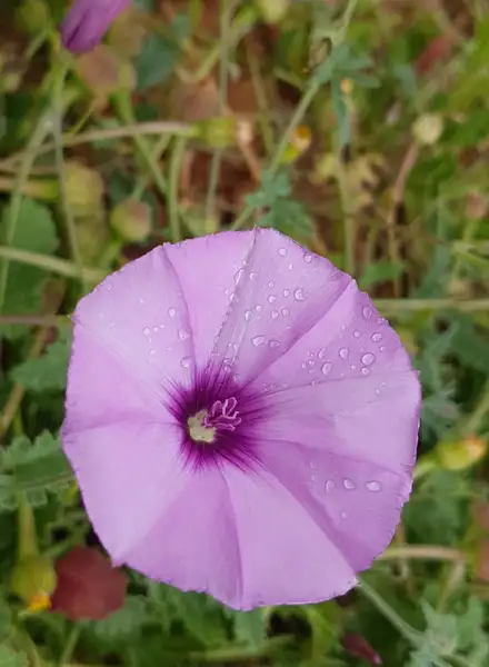 セイヨウヒルガオゾク セイヨウヒルガオ属 Convolvulus 花言葉 毒性 よくある質問 Picturethis
