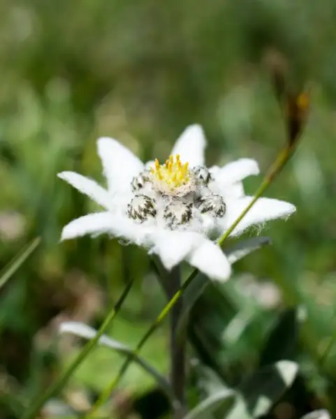 ウスユキソウ属 Leontopodium 花言葉 毒性 よくある質問 Picturethis