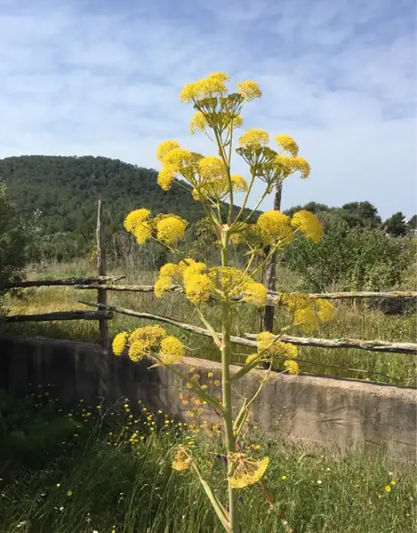 オオウイキョウ属 Ferula 花言葉 毒性 よくある質問 Picturethis