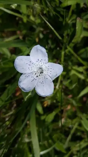 Baby Blue Eyes Nemophila Menziesii Var Atomaria Flower Leaf Care Uses Picturethis Baby Blue Eyes Nemophila Menziesii Var Atomaria Flower Leaf Care Uses Picturethis