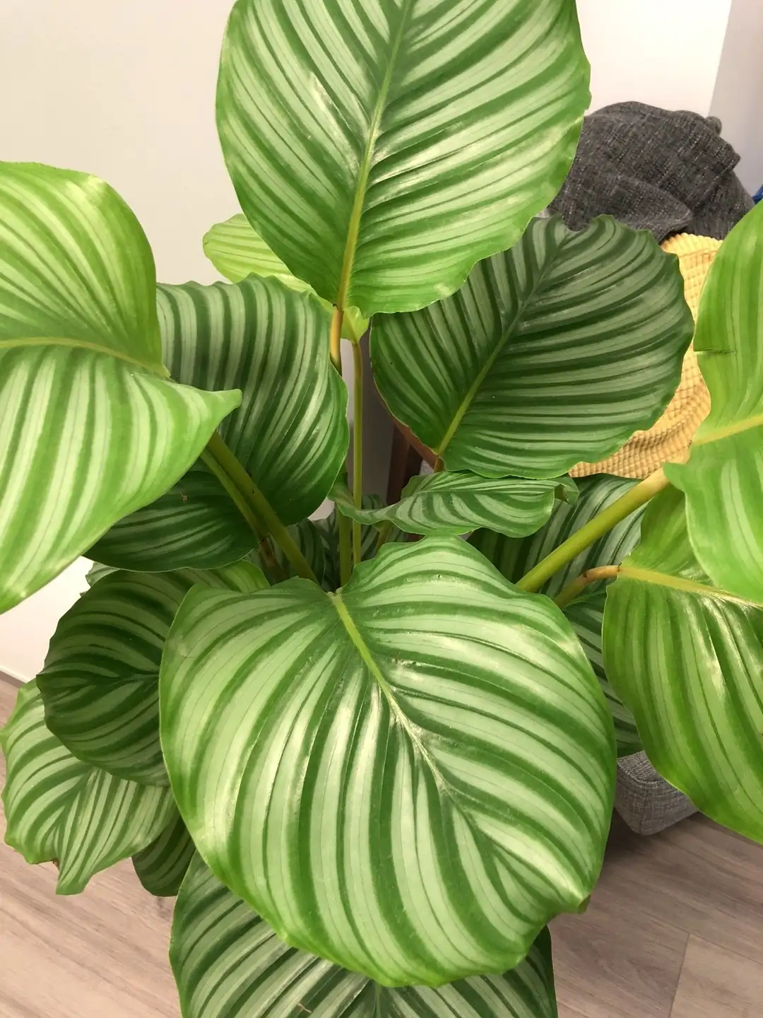 ゴエペルティア オルビフォリア Goeppertia Orbifolia 花言葉 毒性 よくある質問 Picturethis ゴエペルティア オルビフォリア Goeppertia Orbifolia 花言葉 毒性 よくある質問 Picturethis