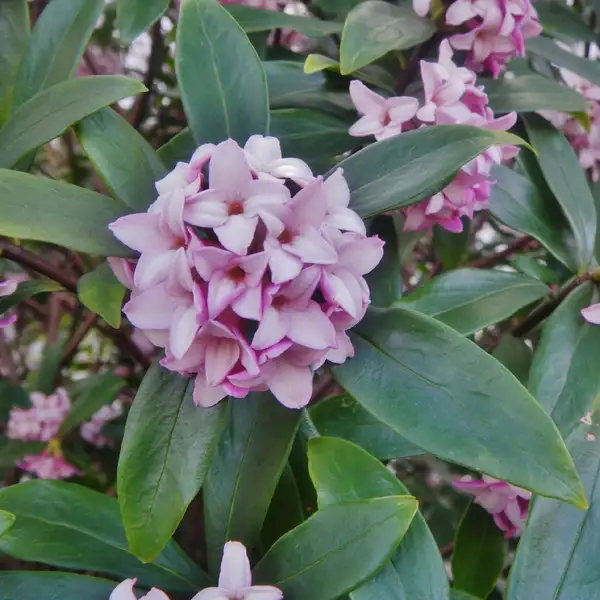 ジンチョウゲ 沈丁花 Daphne Odora 花言葉 毒性 よくある質問 Picturethis ジンチョウゲ 沈丁花 Daphne Odora 花言葉 毒性 よくある質問 Picturethis