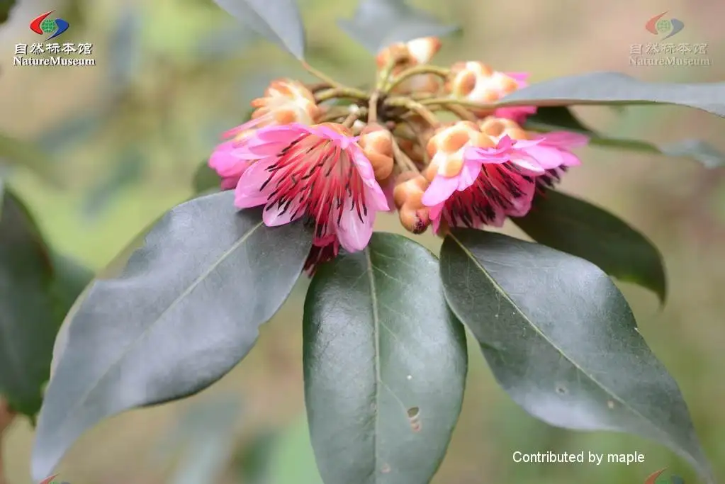 シャクナゲモドキ属 Rhodoleia 花言葉 毒性 よくある質問 Picturethis