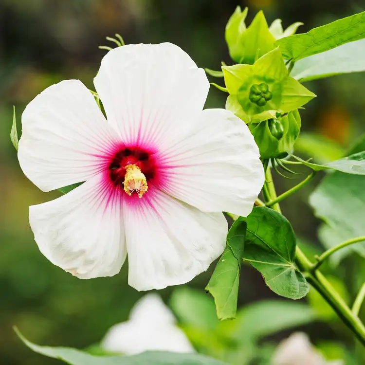 アメリカフヨウ 亜米利加芙蓉 のお世話ガイド 育て方 育て方 潅水 施肥 剪定 病気 Picturethis アメリカフヨウ 亜米利加芙蓉 のお世話ガイド 育て方 育て方 潅水 施肥 剪定 病気 Picturethis