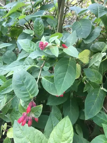 ヤコウカ属 Cestrum 花言葉 毒性 よくある質問 Picturethis ヤコウカ属 Cestrum 花言葉 毒性 よくある質問 Picturethis
