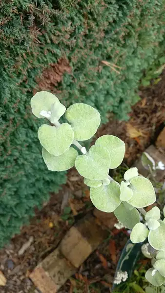 ヘリクリサム ペティオラレ Helichrysum Petiolare 花言葉 毒性 よくある質問 Picturethis ヘリクリサム ペティオラレ Helichrysum Petiolare 花言葉 毒性 よくある質問 Picturethis