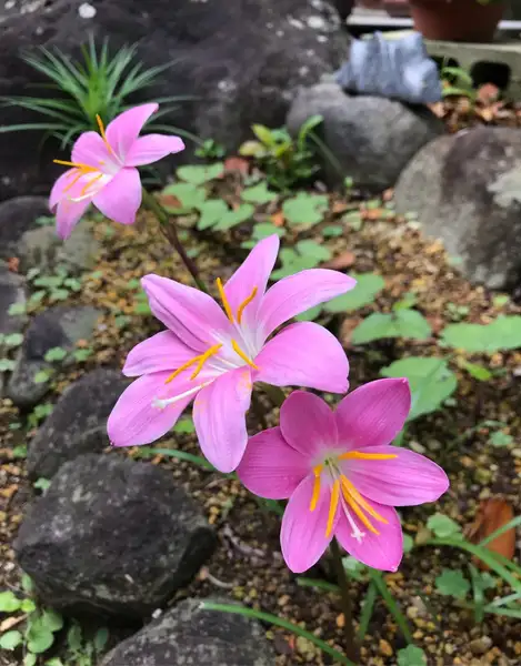 ゼフィランサス ロゼア Zephyranthes Rosea 花言葉 毒性 よくある質問 Picturethis