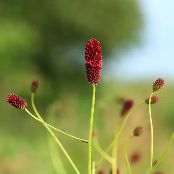 ワレモコウ 吾亦紅 Sanguisorba Officinalis 花言葉 毒性 よくある質問 Picturethis ワレモコウ 吾亦紅 Sanguisorba Officinalis 花言葉 毒性 よくある質問 Picturethis