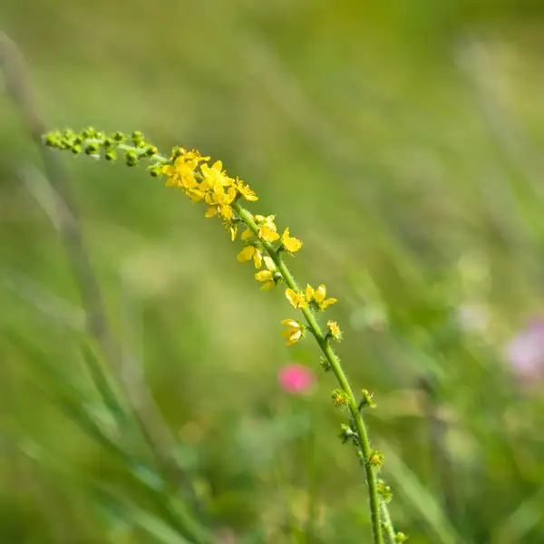 フックキンミズヒキ Agrimonia Gryposepala 花言葉 毒性 よくある質問 Picturethis