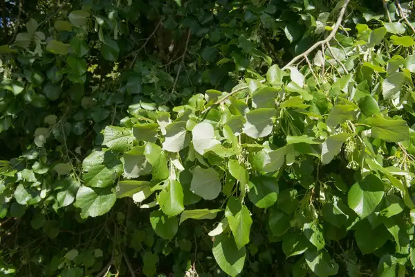シナノキ属 Tilia 花言葉 毒性 よくある質問 Picturethis