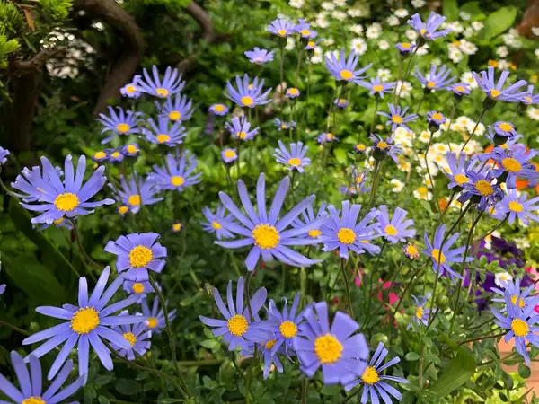 フェリシア属 Felicia 花言葉 毒性 よくある質問 Picturethis