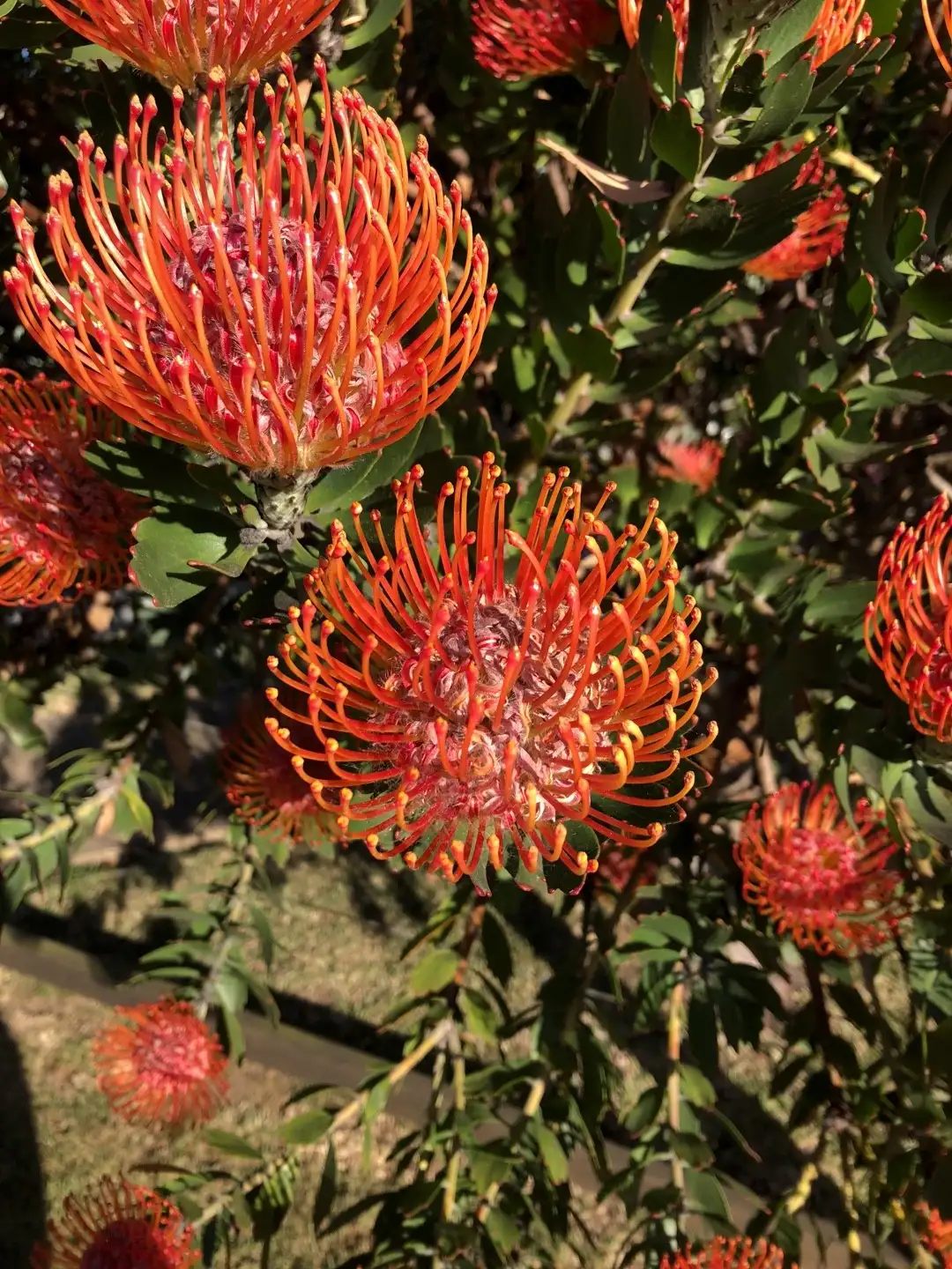 Leucospermum Cordifolium Rigoletto 花言葉 毒性 よくある質問 Picturethis