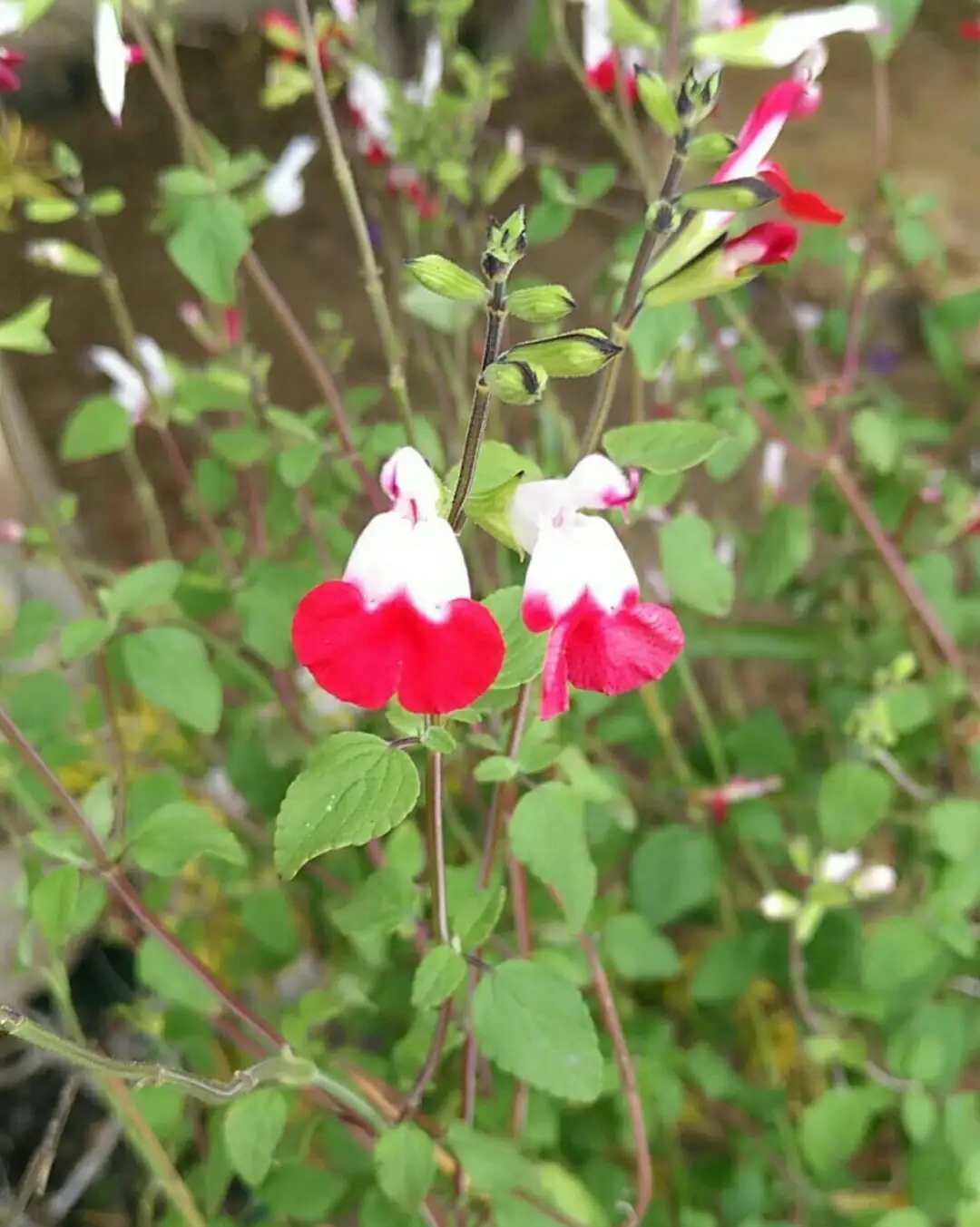 ホットリップス Salvia Microphylla Hot Lips 花言葉 毒性 よくある質問 Picturethis